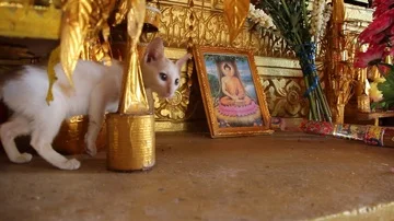 Kitten on gold shrine Stock Footage 85568036