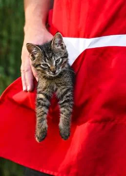 Kitten got into his pocket Stock Photos