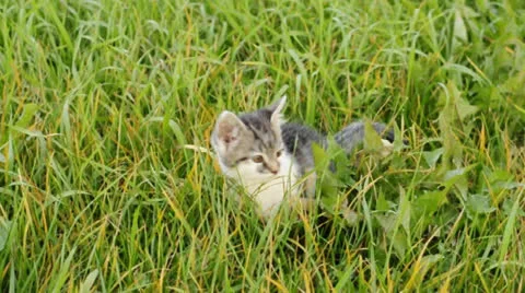Kitten in gras Stock Footage 22555427