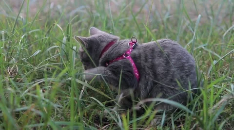 Kitten on grass close up Video stock 66889733