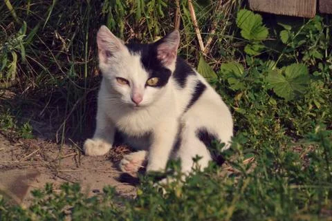 Kitten on grass close up Stock Photos