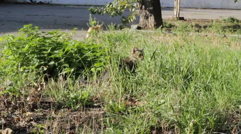 Kitten in the grass Stock Footage 5186359