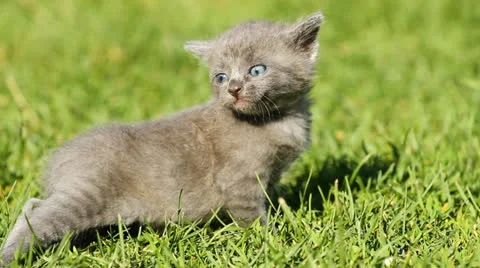 Kitten on the  grass Stock Footage 24944872