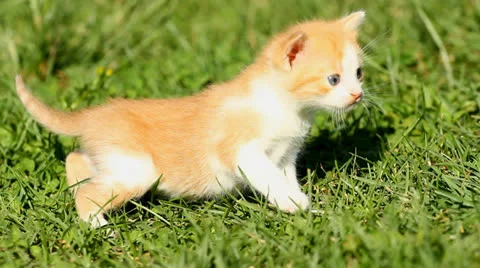 Kitten on  grass Stock-Footage 24977371