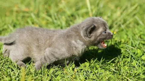 Kitten on grass Stock-Footage 24985460