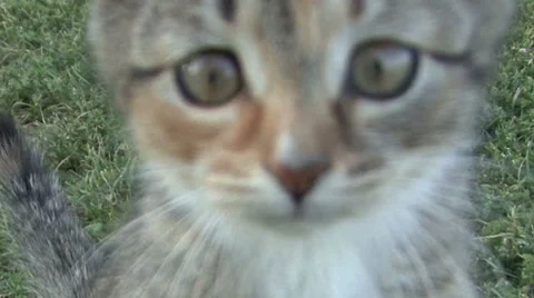 Kitten on the grass Stock Footage 41388657