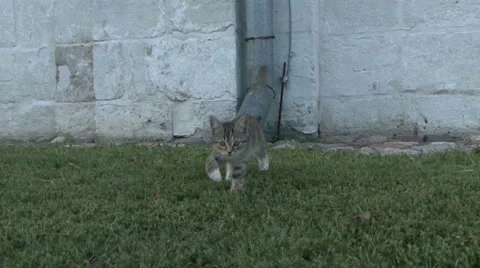 Kitten on the grass Stock Footage 41388770