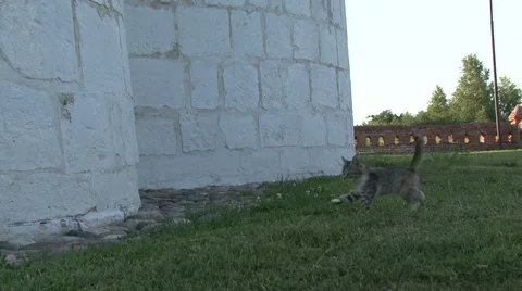 Kitten on the grass Stock Footage 41388915