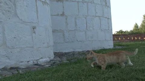 Kitten on the grass Stock Footage 41388973