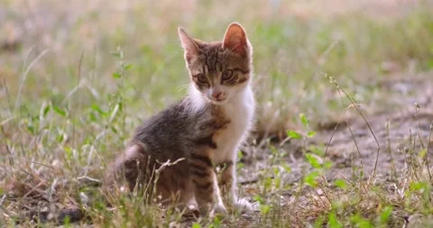 A kitten in the grass Stock Footage 158451006