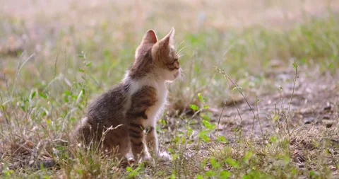 A kitten in the grass Stock Footage 158451028