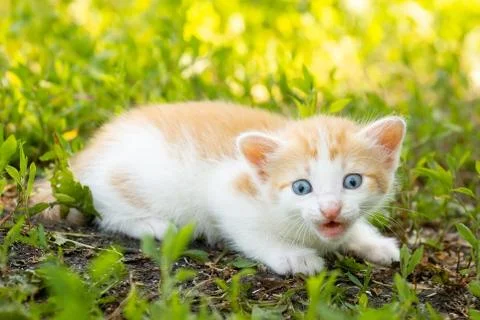 Kitten on the grass Stock Photos