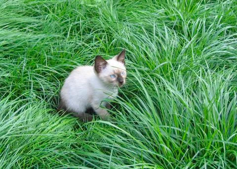 Kitten in the grass Stock Photos