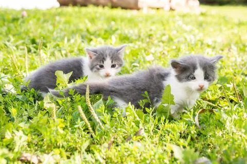 Kitten on the grass Stock Photos