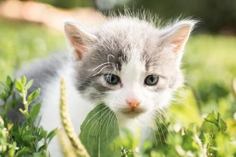 Kitten on the grass Stock Photos