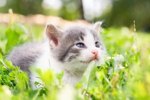 Kitten on the grass Stock Photos