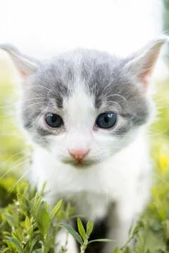 Kitten on the grass. Stock Photos