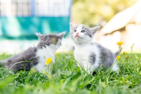 Kitten on the grass Stock Photos