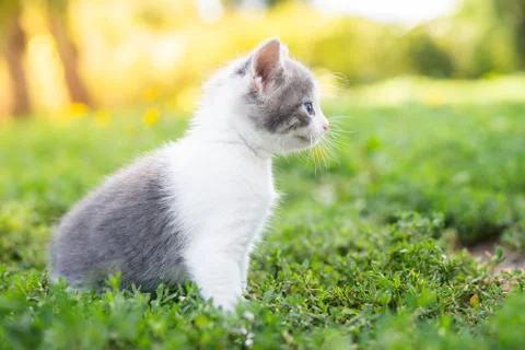 Kitten on the grass Stock Photos