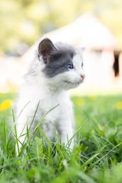 Kitten on the grass Stock Photos