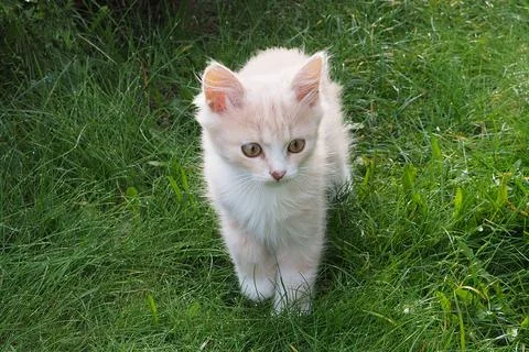 Kitten on the grass Foto stock