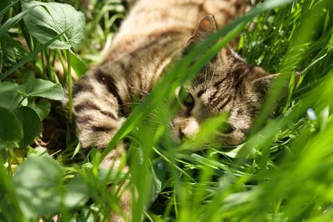 Kitten in the grass Stock Photos
