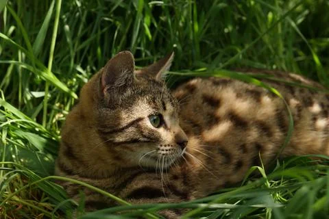 Kitten in the grass Stock Photos