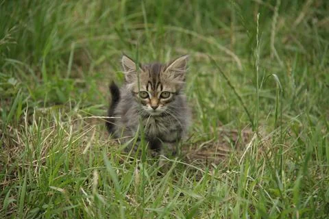 A kitten on the grass Stock Photos
