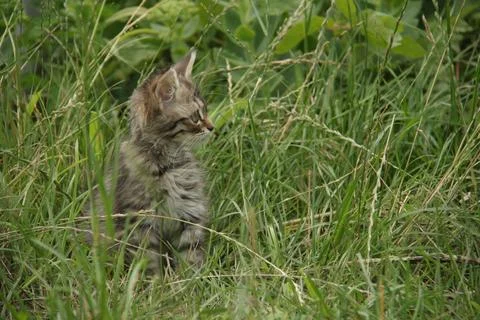 A kitten on the grass Stock Photos