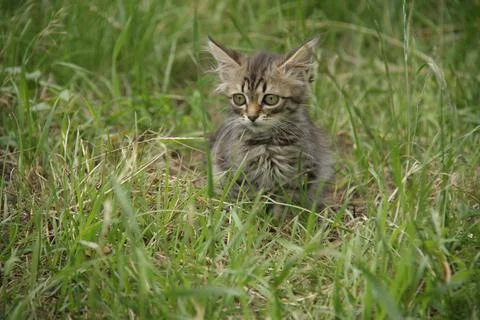 A kitten on the grass Stock Photos