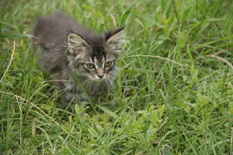 A kitten on the grass Stock Photos