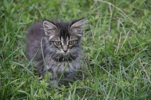 A kitten on the grass Stock Photos