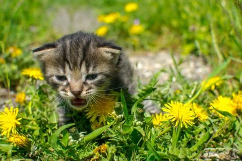 Kitten in the grass Stock Photos