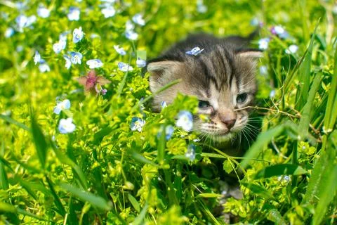 Kitten in the grass Stock Photos