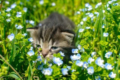 Kitten in the grass Stock Photos