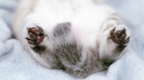 Kitten on a gray blanket. Foto stock