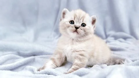 Kitten on a gray blanket. Stock Photos