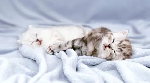 Kitten on a gray blanket. Stock Photos
