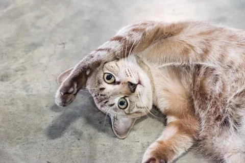 Kitten gray looking lying stretch Stock Photos