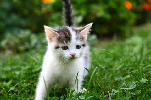 Kitten in the green grass Stock Photos