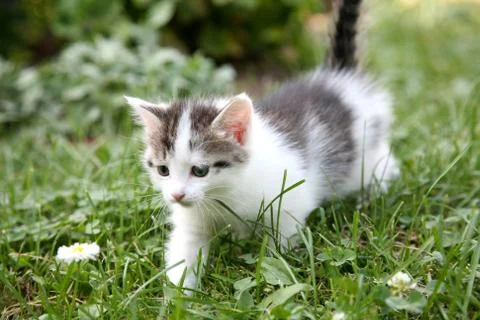 Kitten on the green grass 스톡 사진