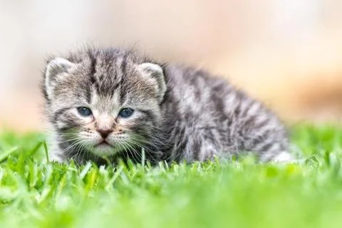 Kitten in the green grass Stock Photos