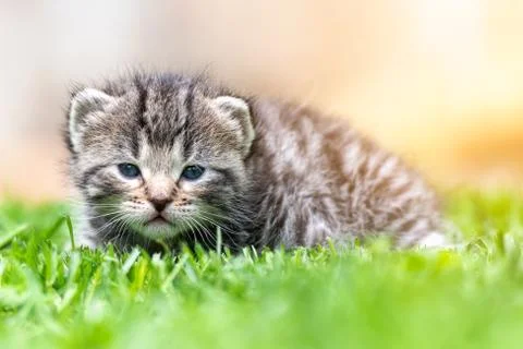 Kitten in the green grass Foto stock