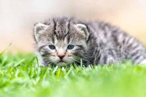 Kitten in the green grass Stock Photos