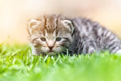 Kitten in the green grass Stock Photos