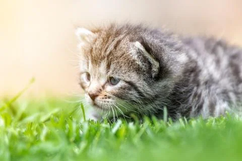 Kitten in the green grass Foto stock
