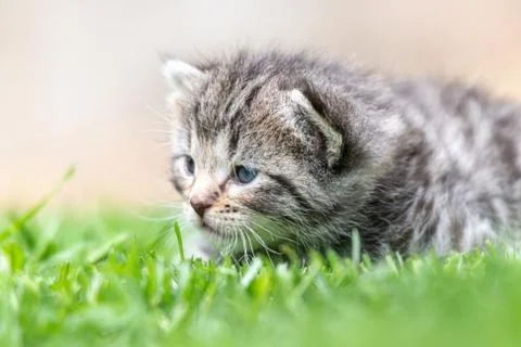 Kitten in the green grass Stock Photos