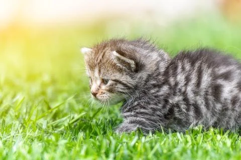Kitten in the green grass Stock Photos