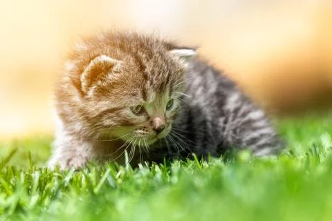 Kitten in the green grass Stock Photos