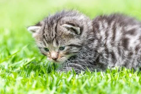 Kitten in the green grass Stock Photos